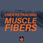 Understanding Muscle Fibers and Function: The Foundation of Being a Personal Trainer 8 MUSCLE FIBERS