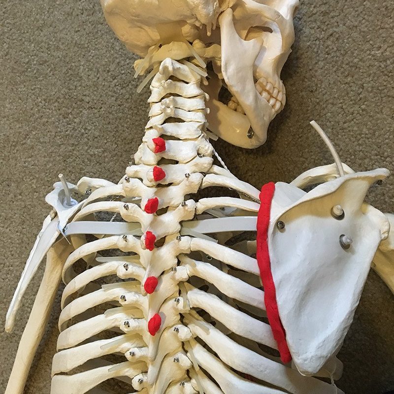 Rhomboids - Stability Training Muscles 2 Rhomboid-Play-doh