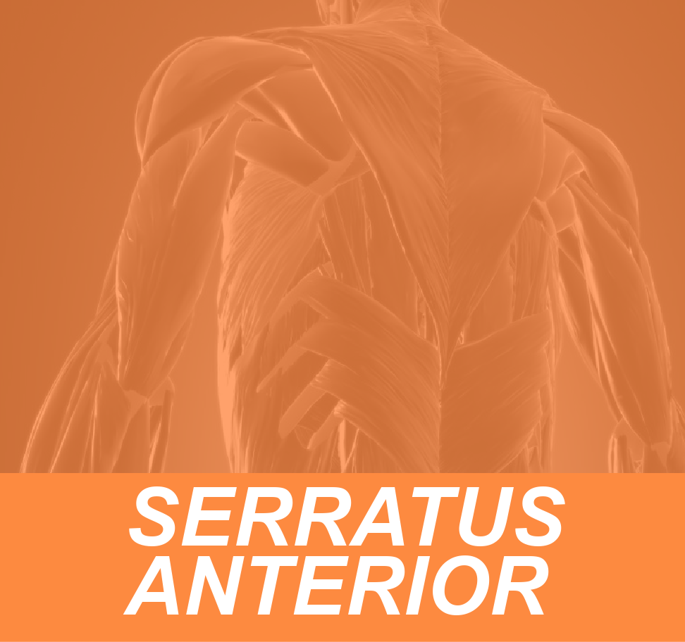 SERRATUS FEATURED