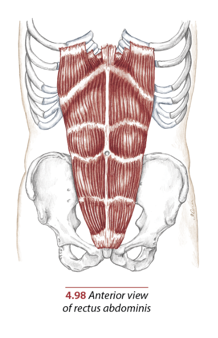 Understanding and Training Rectus Abdominis 2 Rectus Abdominis
