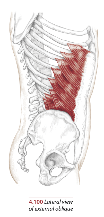 External Obliques